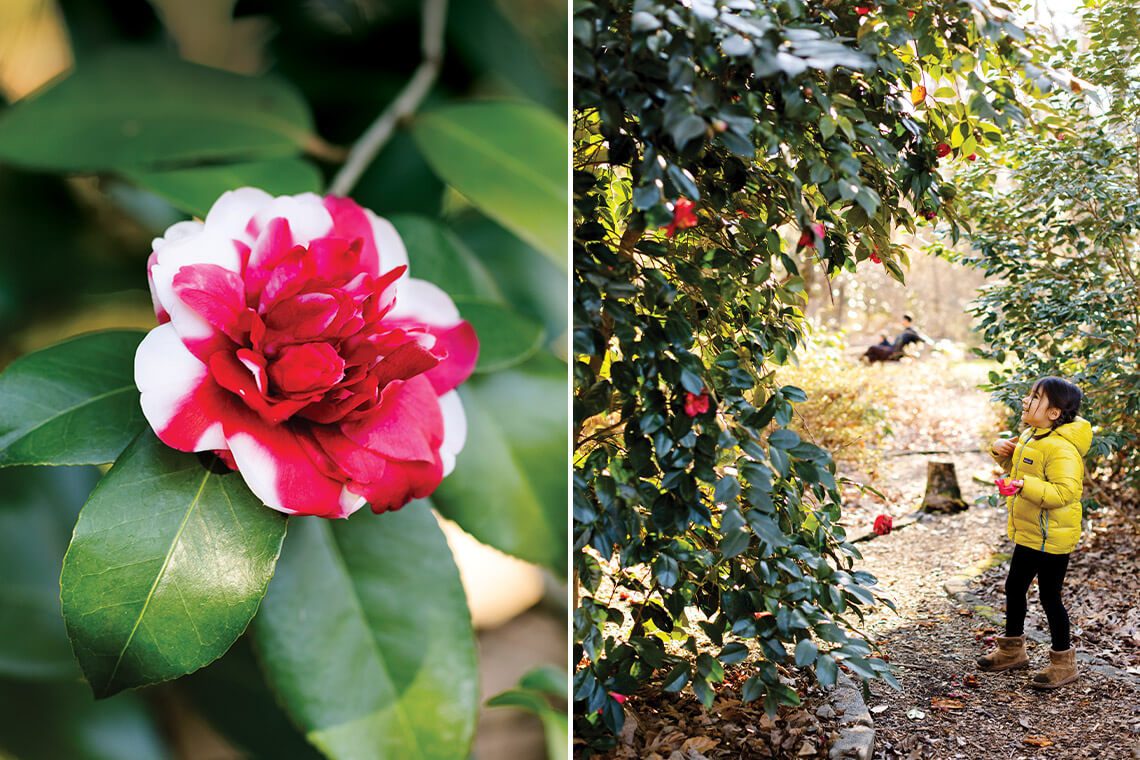 Camellia blooming and little girl admiring a bush full of blooms