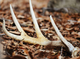 Shed deer antler on the ground