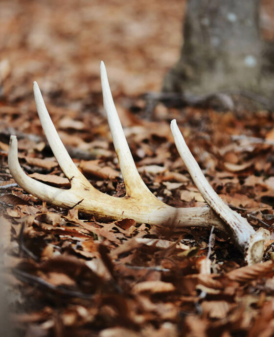 Shed deer antler on the ground