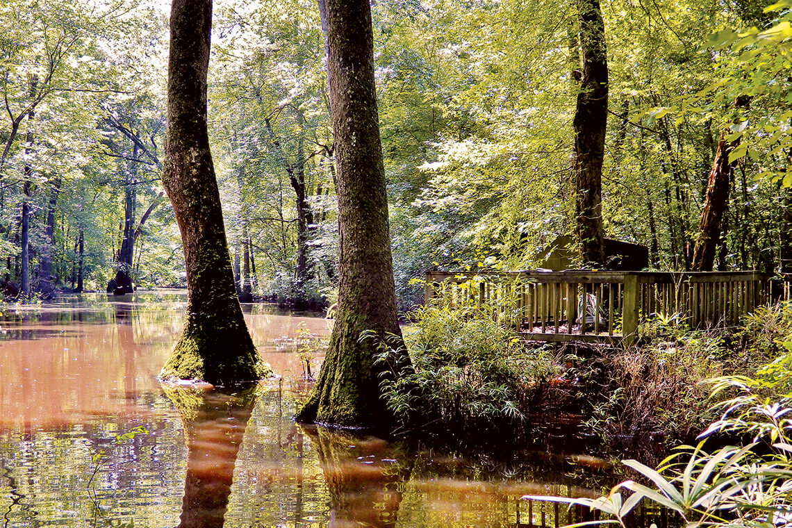 Swamp land around the Howell Woods Environmental Learning Center