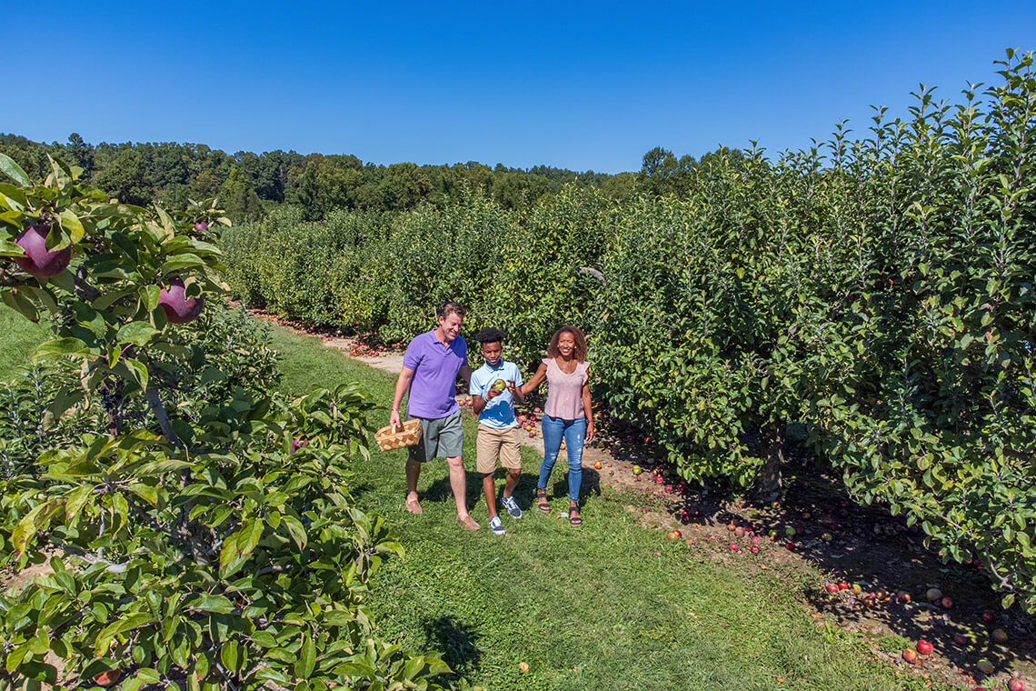 Family picking apples at Stepp's Hillcrest Orchard in Henderson County, NC