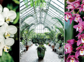 Orchids and Biltmore's Conservatory