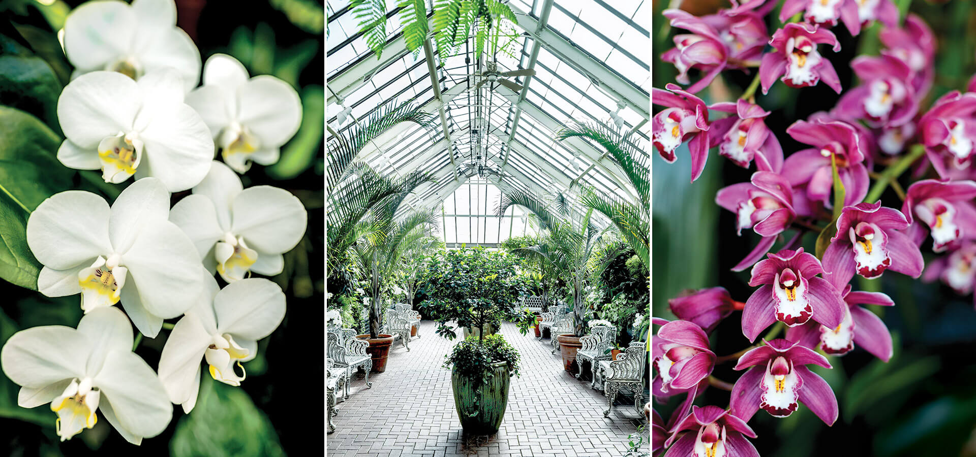 Orchids and Biltmore's Conservatory