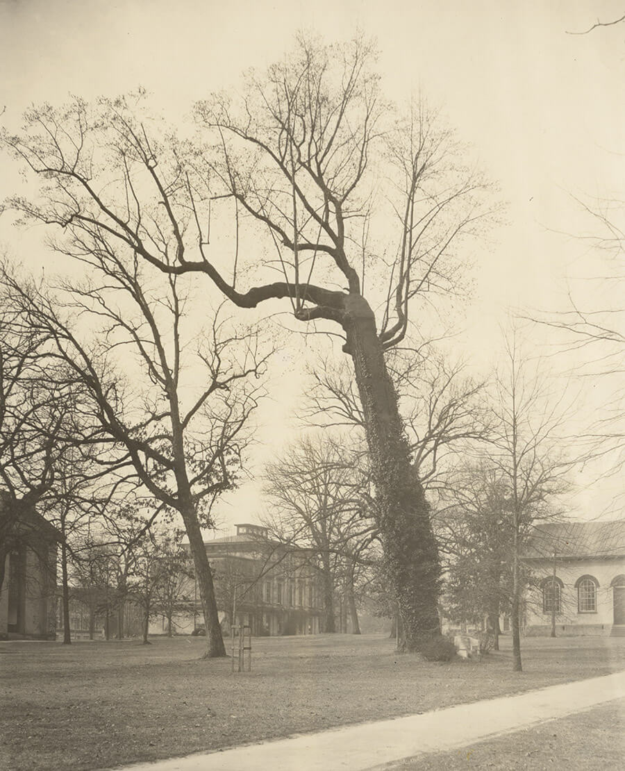 Early tulip poplar at UNC Chapel Hill