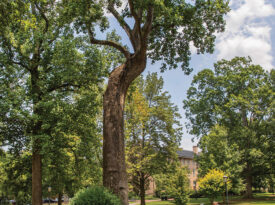 The tulip poplar growing at Chapel Hill, known as the Davie Poplar