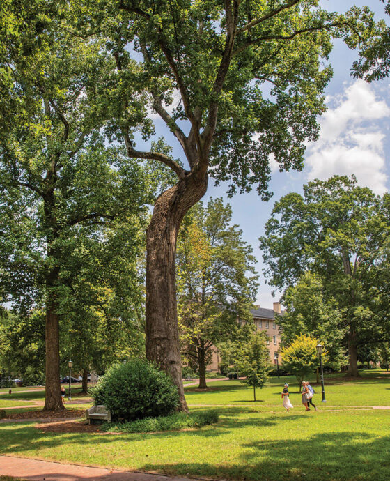 The tulip poplar growing at Chapel Hill, known as the Davie Poplar