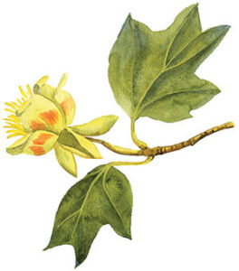 Davie Poplar blossom