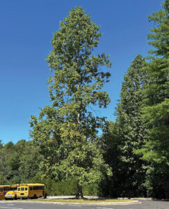 A tulip poplar growing outside of Brevard Middle School in Transylvania County
