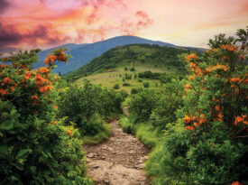 The Appalachian Trail through Roan Highlands.