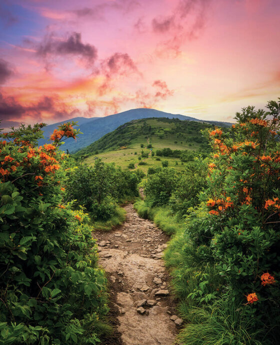 The Appalachian Trail through Roan Highlands.