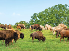Buffalo graze happily at Dr. King’s Farms in Leicester, NC