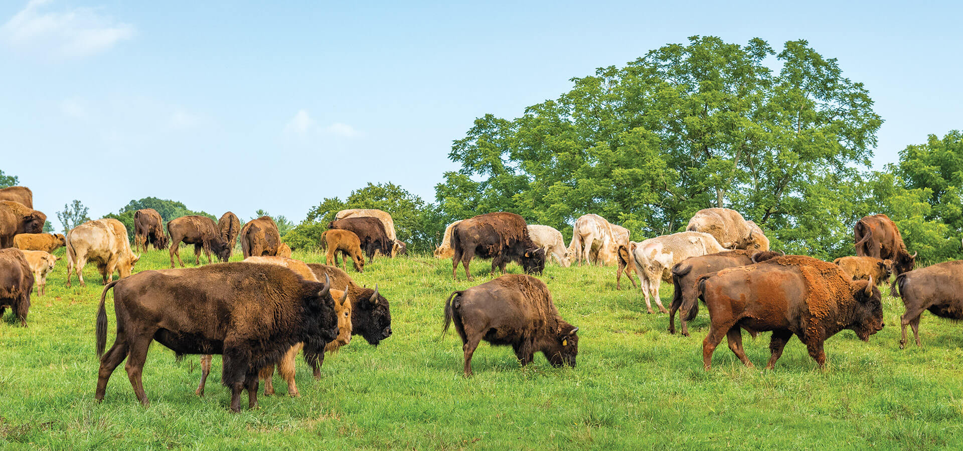 Buffalo graze happily at Dr. King’s Farms in Leicester, NC