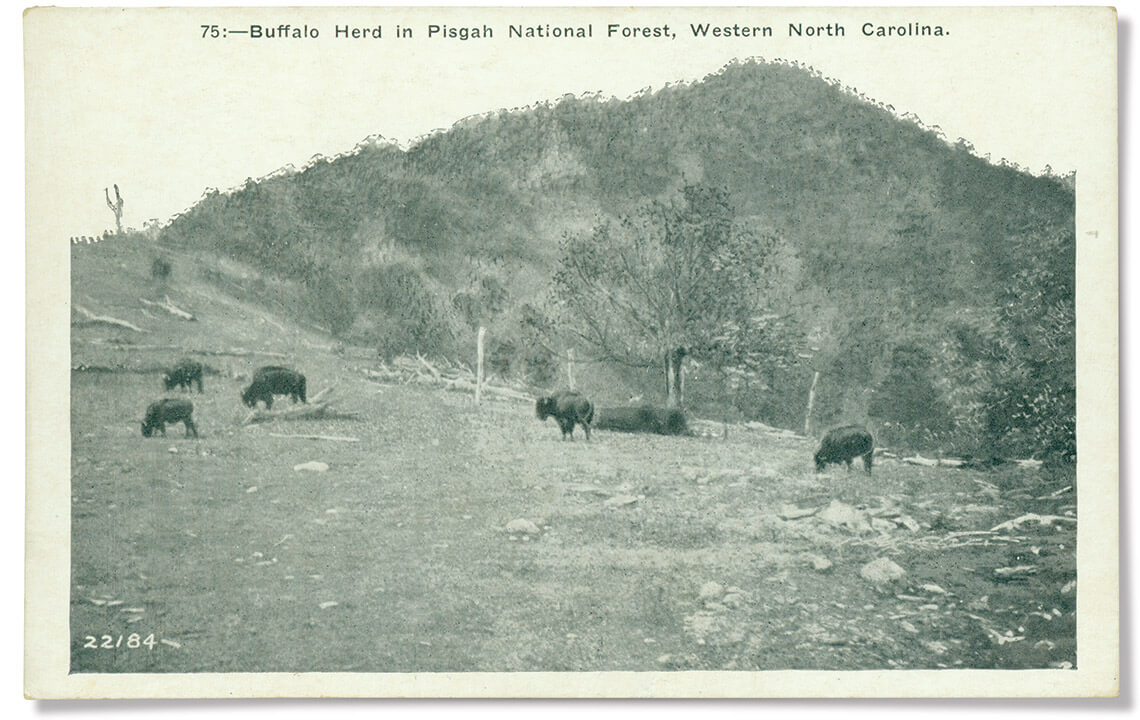A herd of buffalo spotted in Pisgah National Forest between 1915 and 1930 