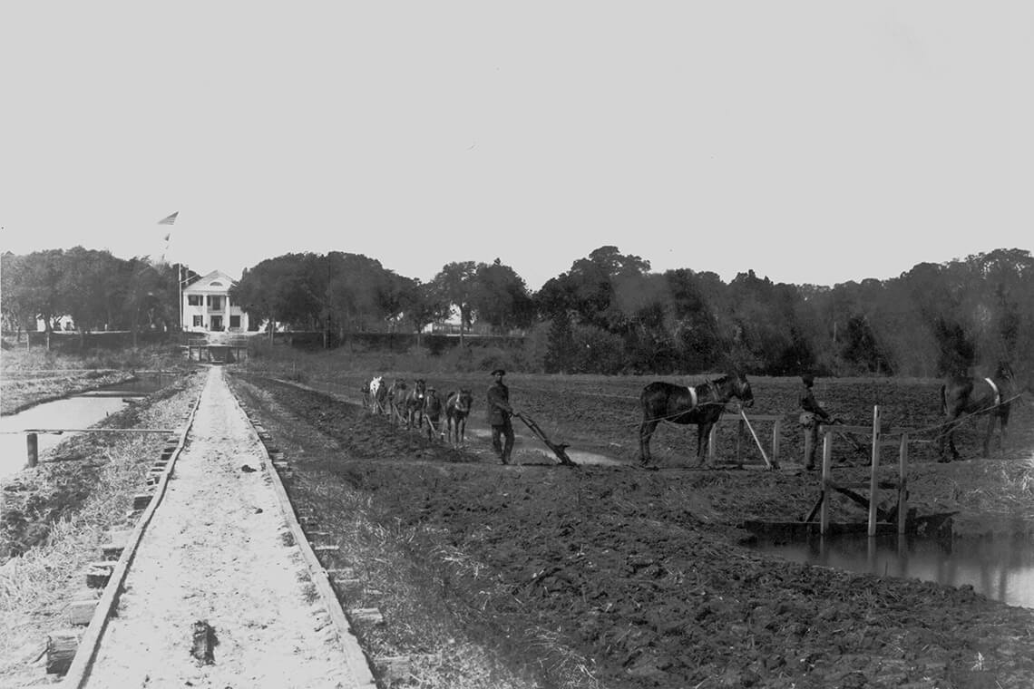 Enslaved laborers tend to rice fields on a plantation