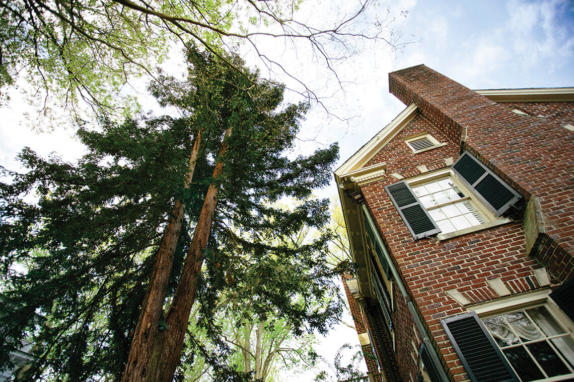 Redwood trees in Wilson, NC.