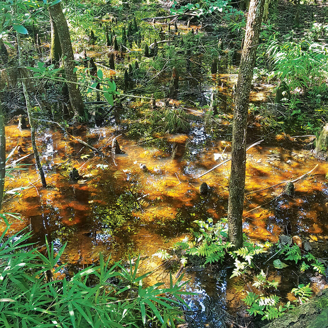 The Dismal Swamp, North Carolina