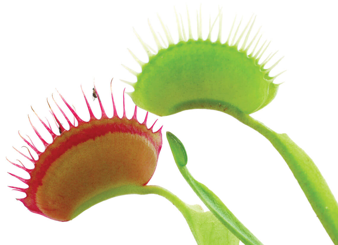 Venus flytrap