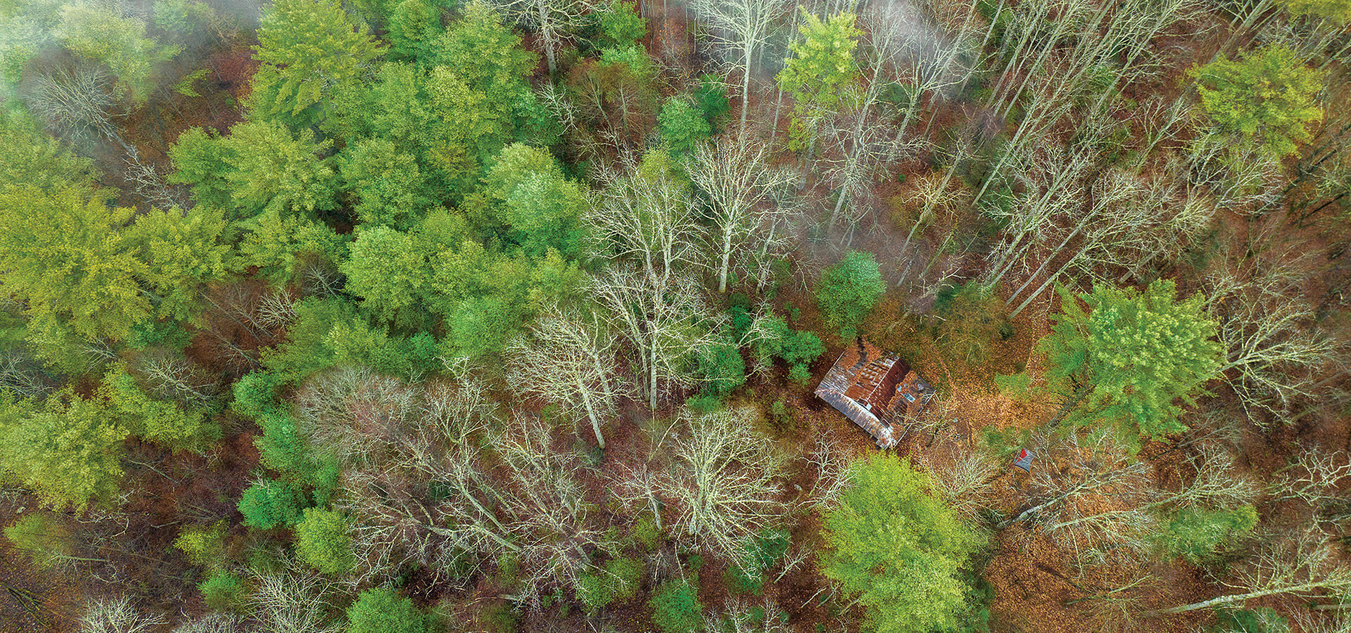 A thick forest surrounds Lost Cove's remaining structures.
