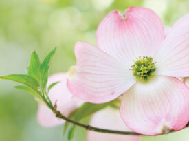Dogwood blossom