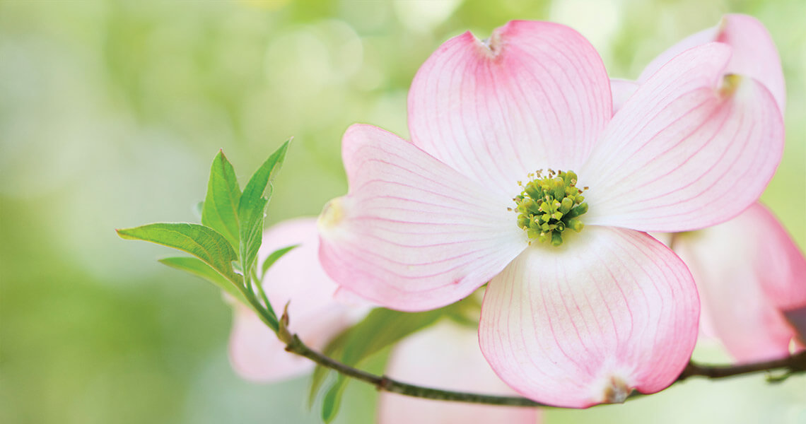 Dogwood blossom