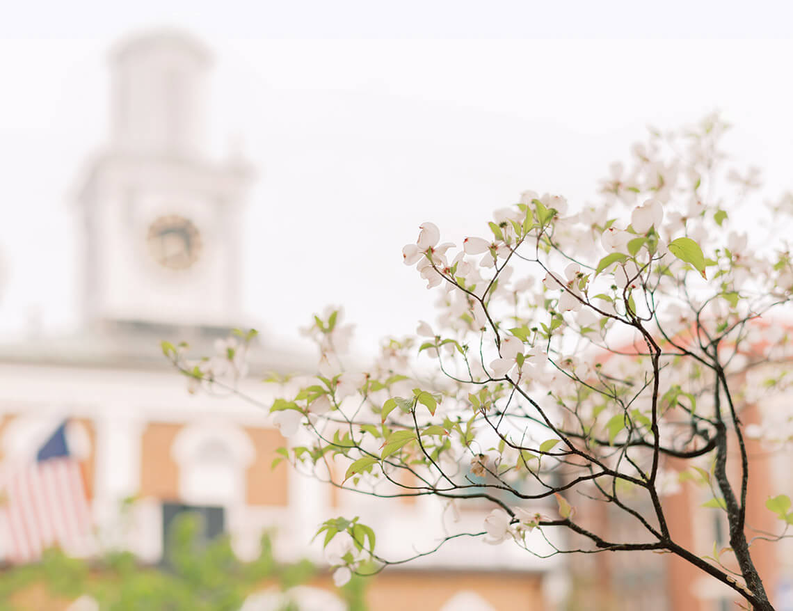 Branch of a dogwood tree in Fayetteville, NC
