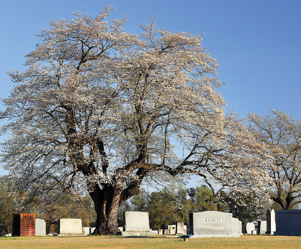 The Matthis Family Tree