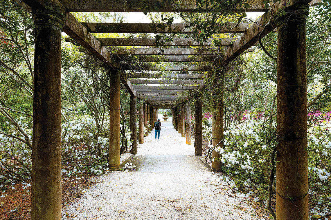 A trellis leads through walls of azaleas along the grounds in Airlie Gardens