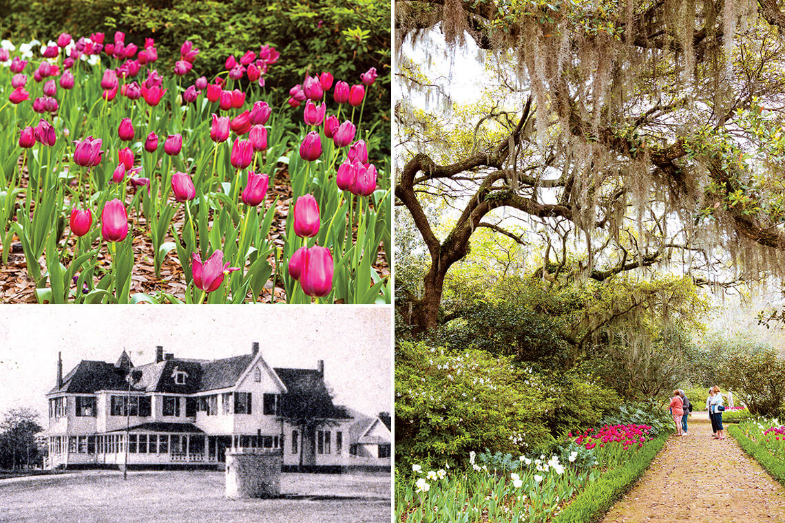 Tulips in bloom at Airlie Gardens, visitors walk beneath a canopy of Spanish Moss, and the converted late 19th-century mansion where Sarah and Pembroke Jones lived.