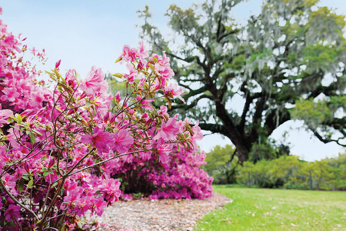 Azaleas in bloom at Airlie Gardens