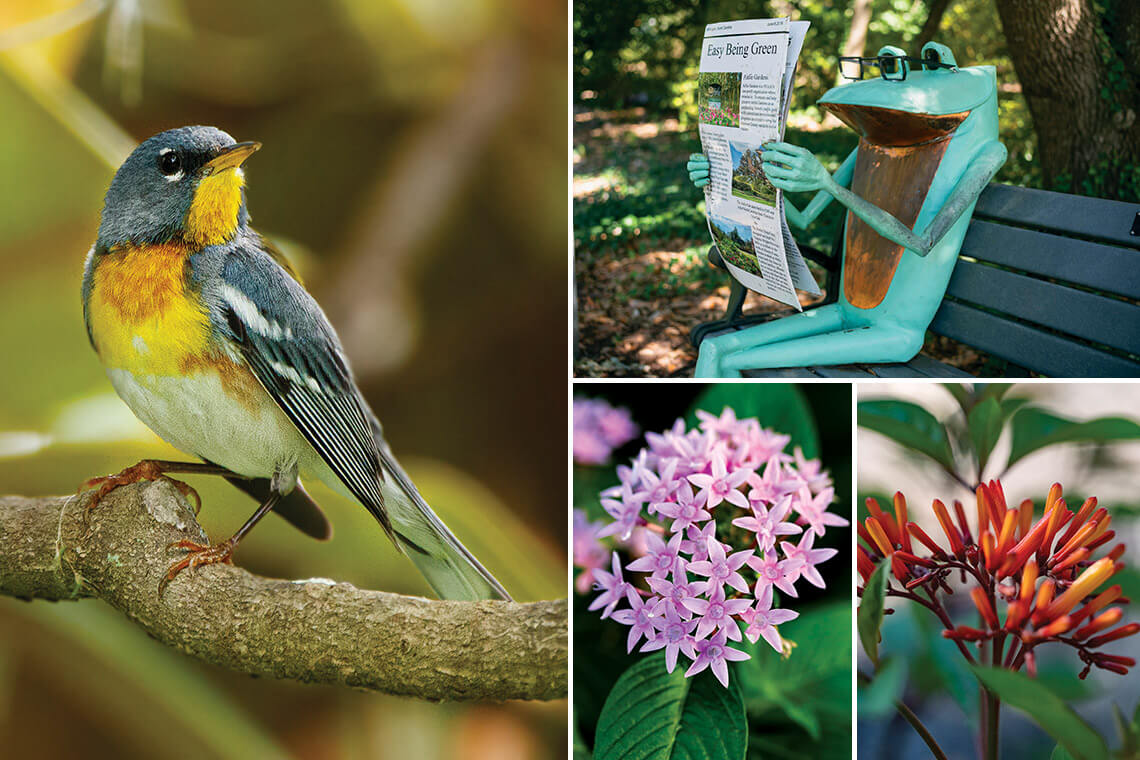 Northern parula bird on a branch at Airlie Gardens, Earl the Frog on a park bench in Airlie Gardens. 