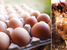 Joyce Farms chicken eggs and Poulet Rouge chicken.