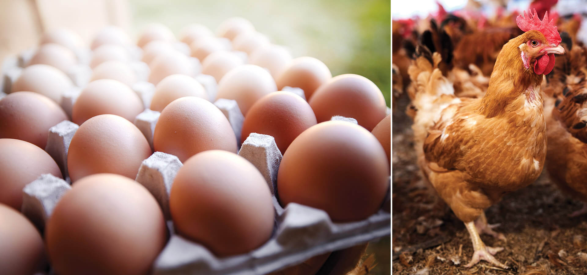 Joyce Farms chicken eggs and Poulet Rouge chicken.