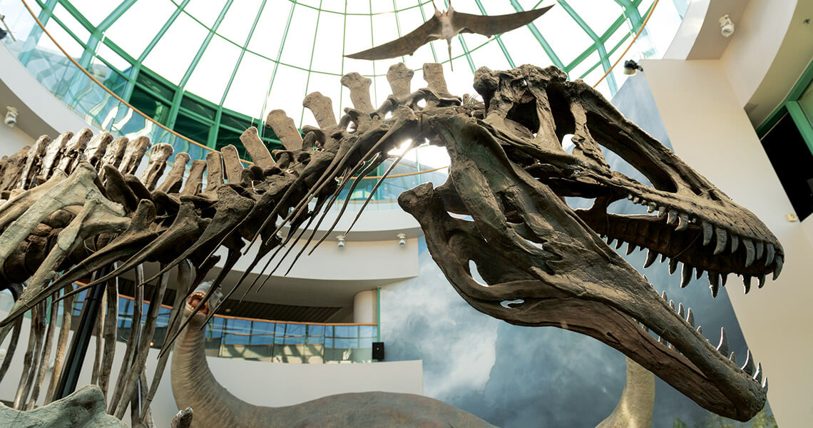 Acrocanthosaurus skeleton display at the North Carolina Museum of Natural Sciences