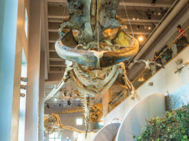 Blue Whale skeleton at the North Carolina Museum of Natural Sciences