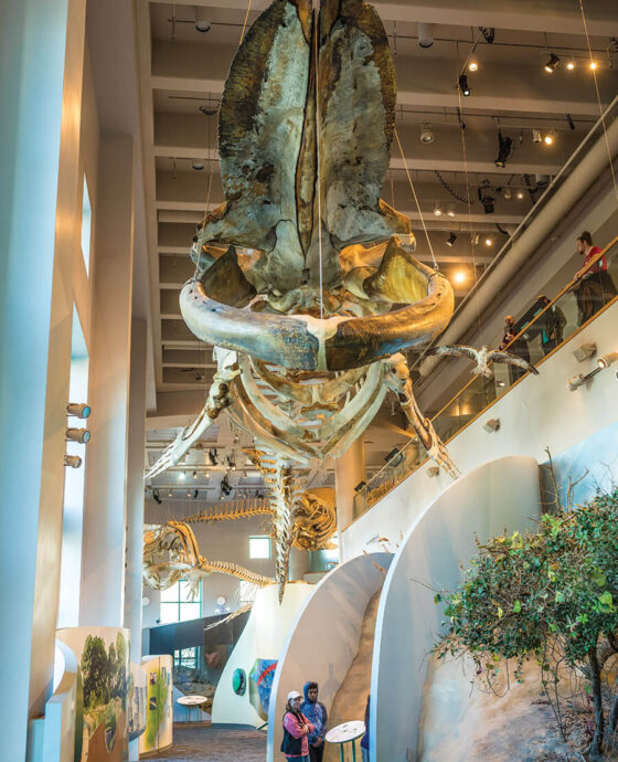 Blue Whale skeleton at the North Carolina Museum of Natural Sciences