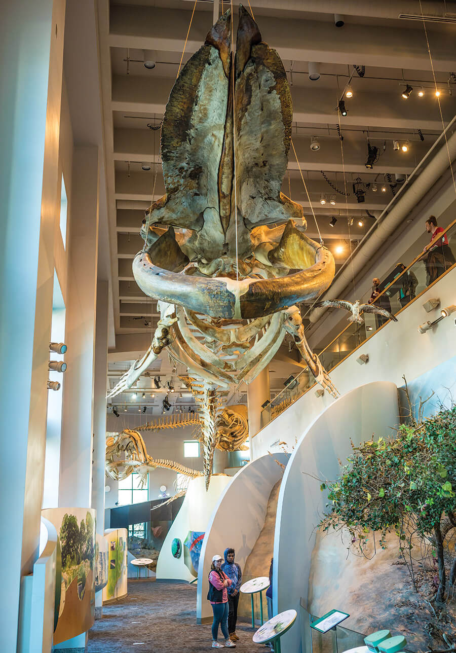 Blue whale skeleton hangs from the ceiling at the North Carolina Museum of Natural Sciences