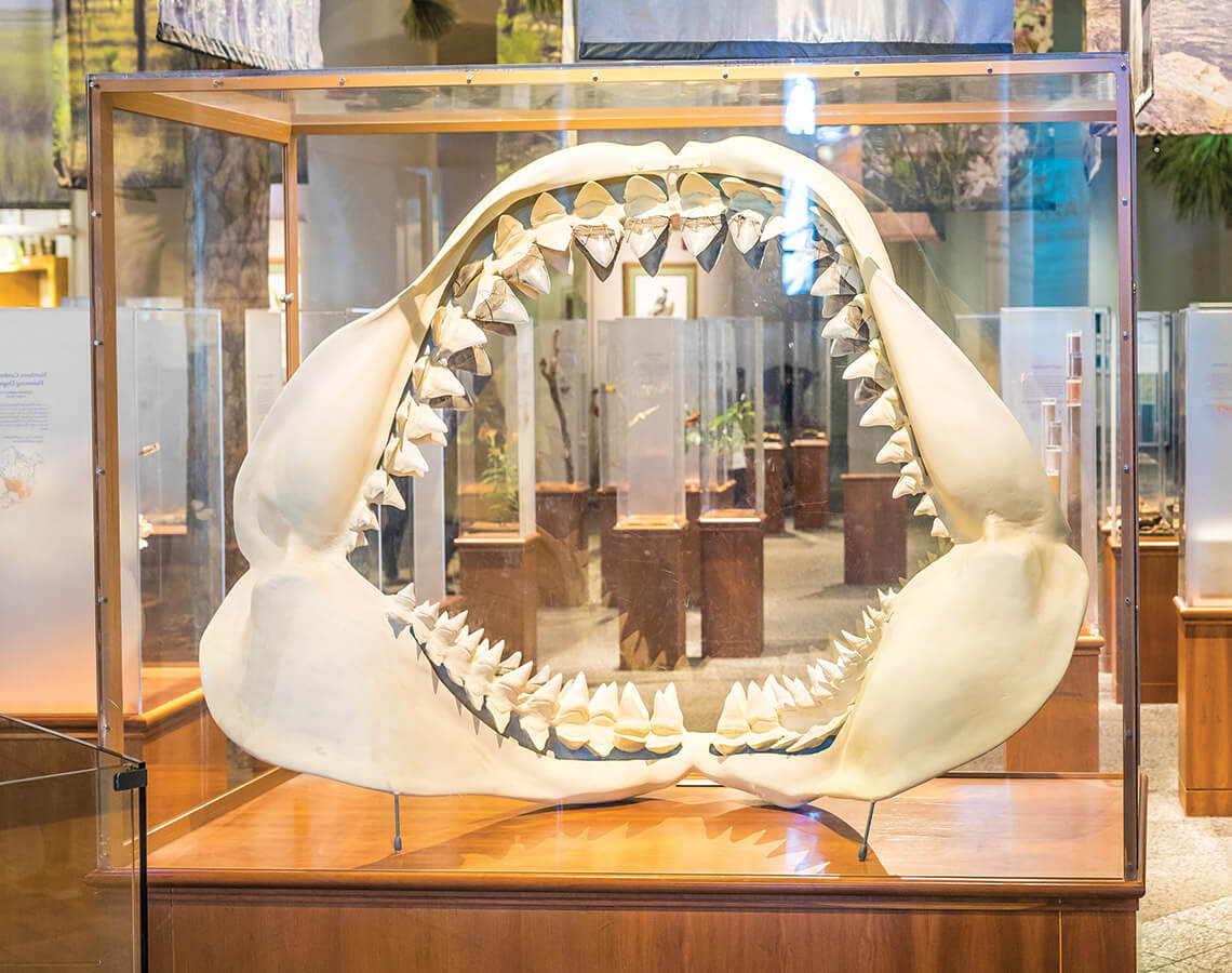 Megalodon shark jaws at the North Carolina Museum of Natural Sciences