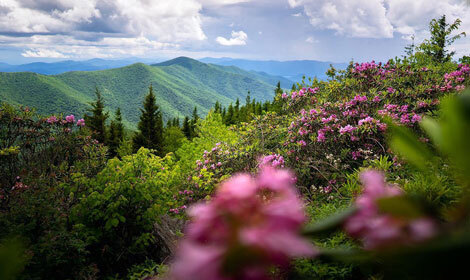 Vine growing in Scotland County, NC