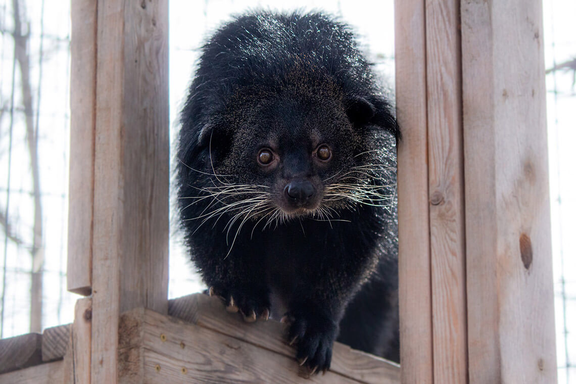Bearcat from the Animal Park Conservators Center in Alamance County