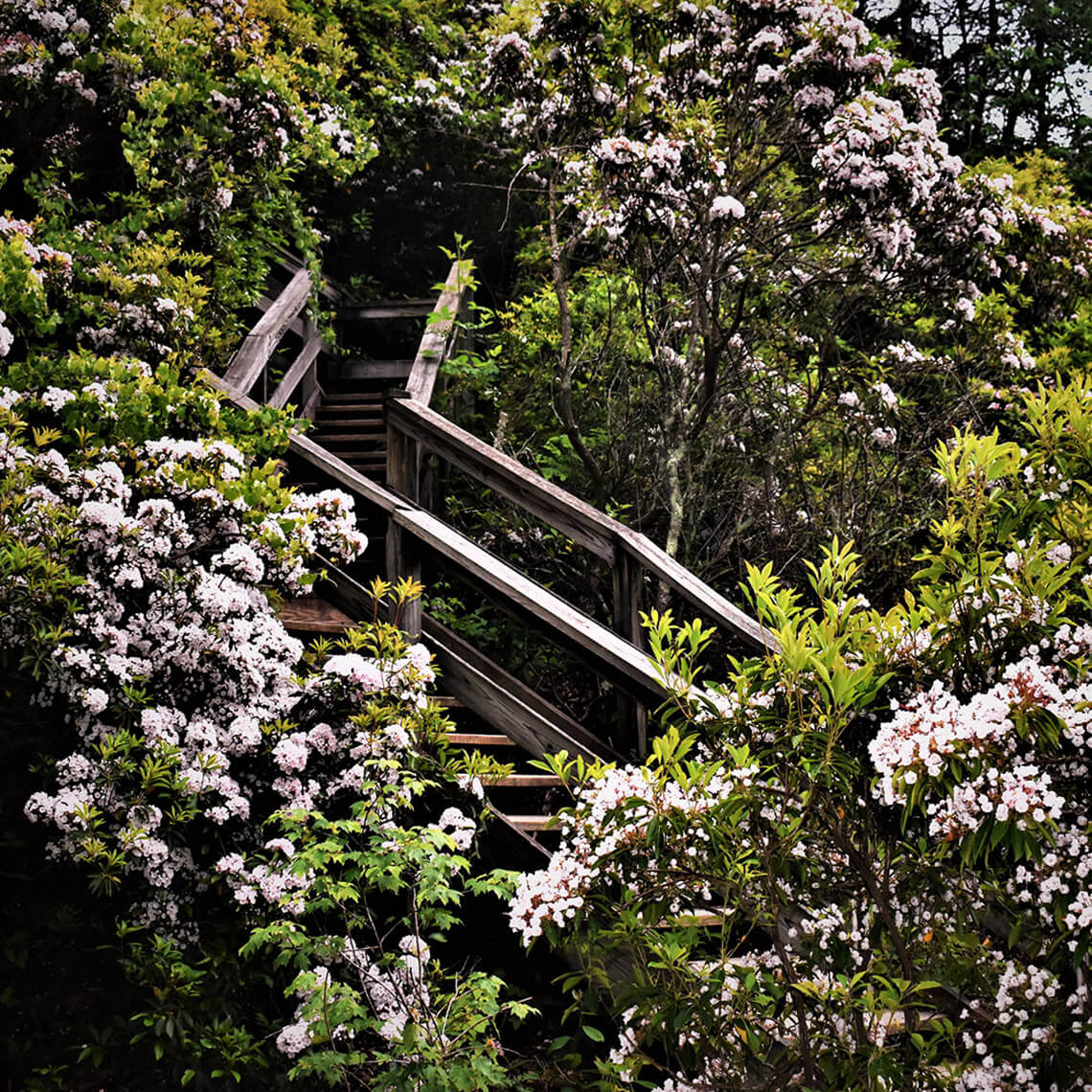 Rhododendron blooms in Occoneechee Mountain State Natural Area