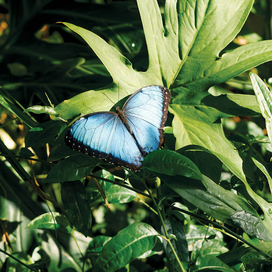 Blue morpho in Durham's Museum of Life and Science