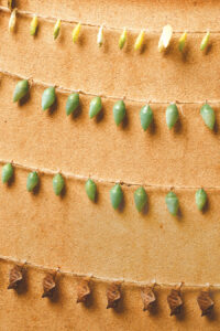 Cocoons of various colors at the Magic Wings Butterfly House