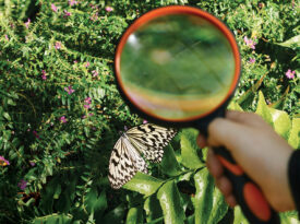 Butterflies seen through a magnifying glass at the Magic Wings Butterfly House