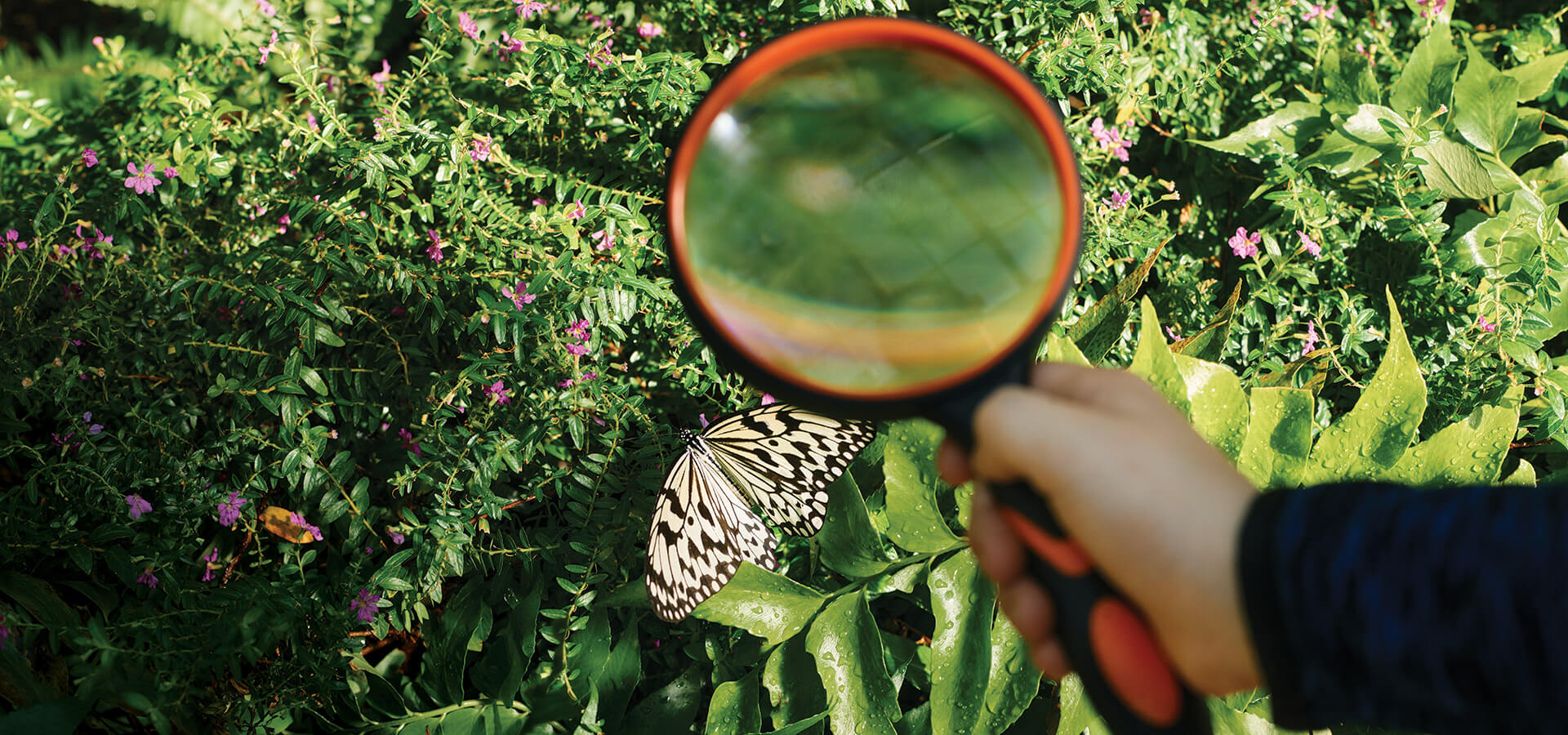 Butterflies seen through a magnifying glass at the Magic Wings Butterfly House