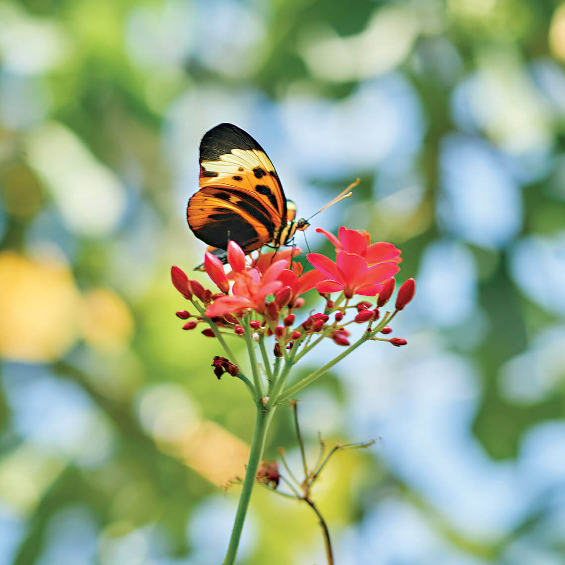 a tricolor longwing butterfly collecting nectar from a flower