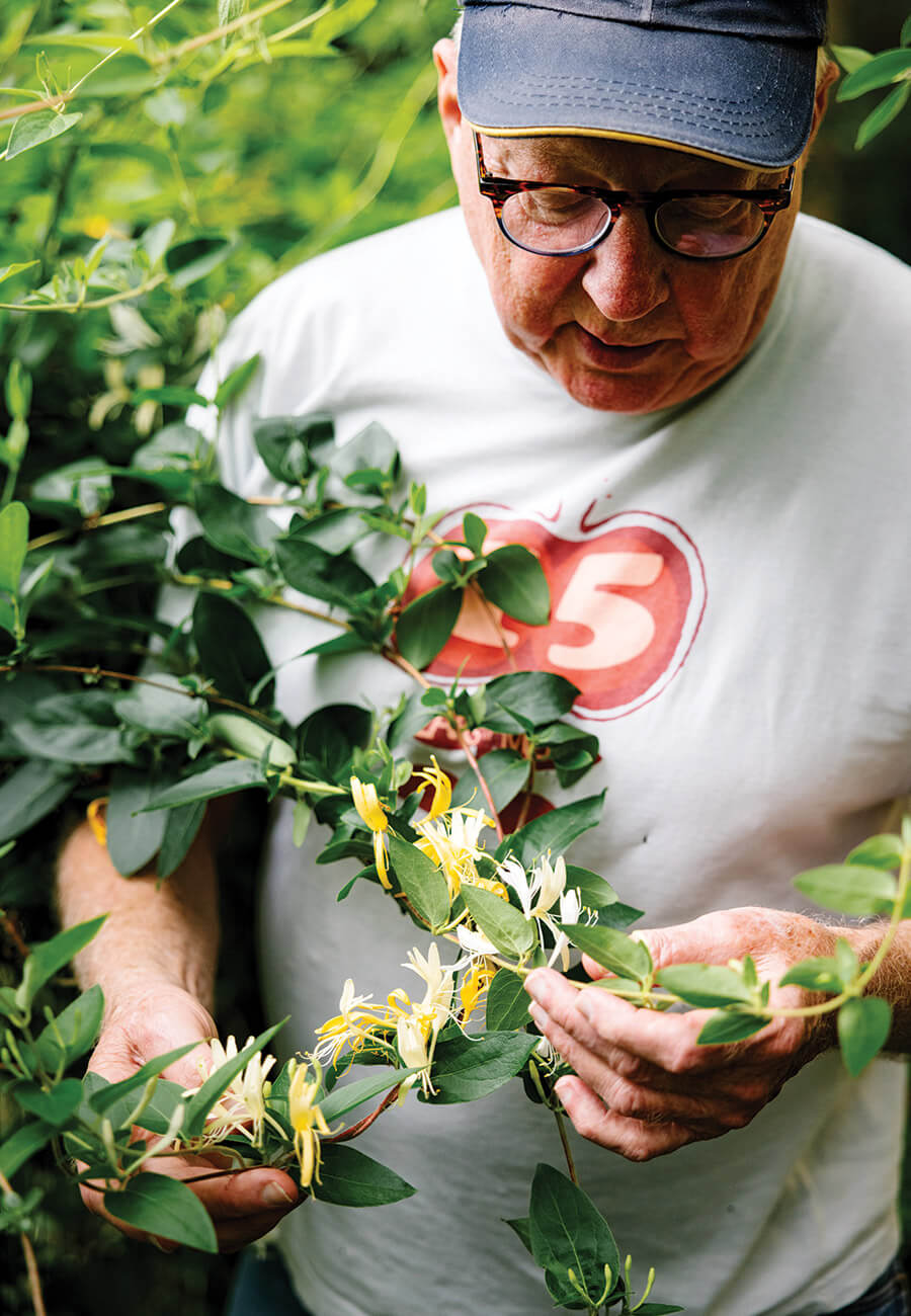 Bill Smith picking honeysuckle