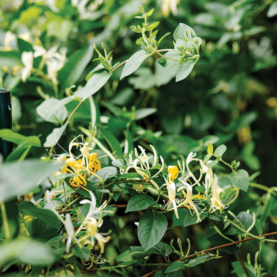 Honeysuckle growing on a vine
