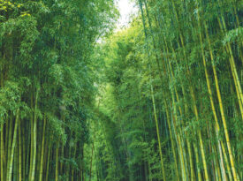 The towering bamboo forest in Oconaluftee Islands Park