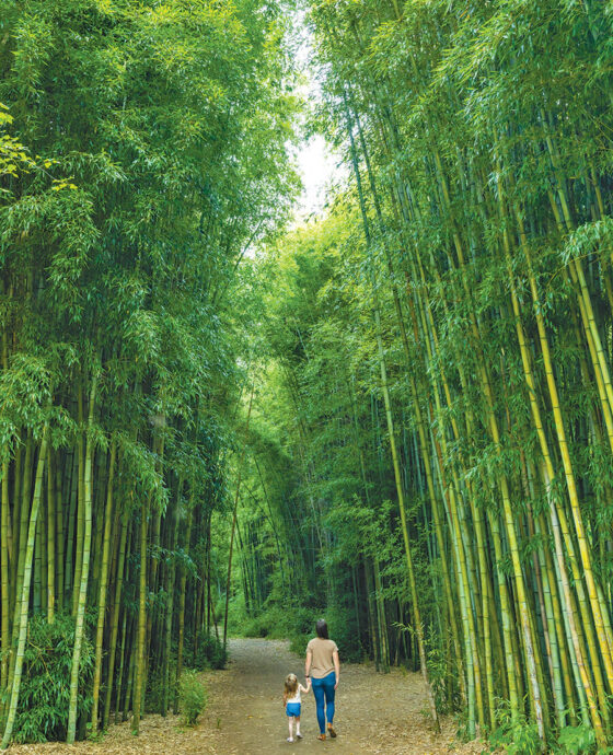 The towering bamboo forest in Oconaluftee Islands Park