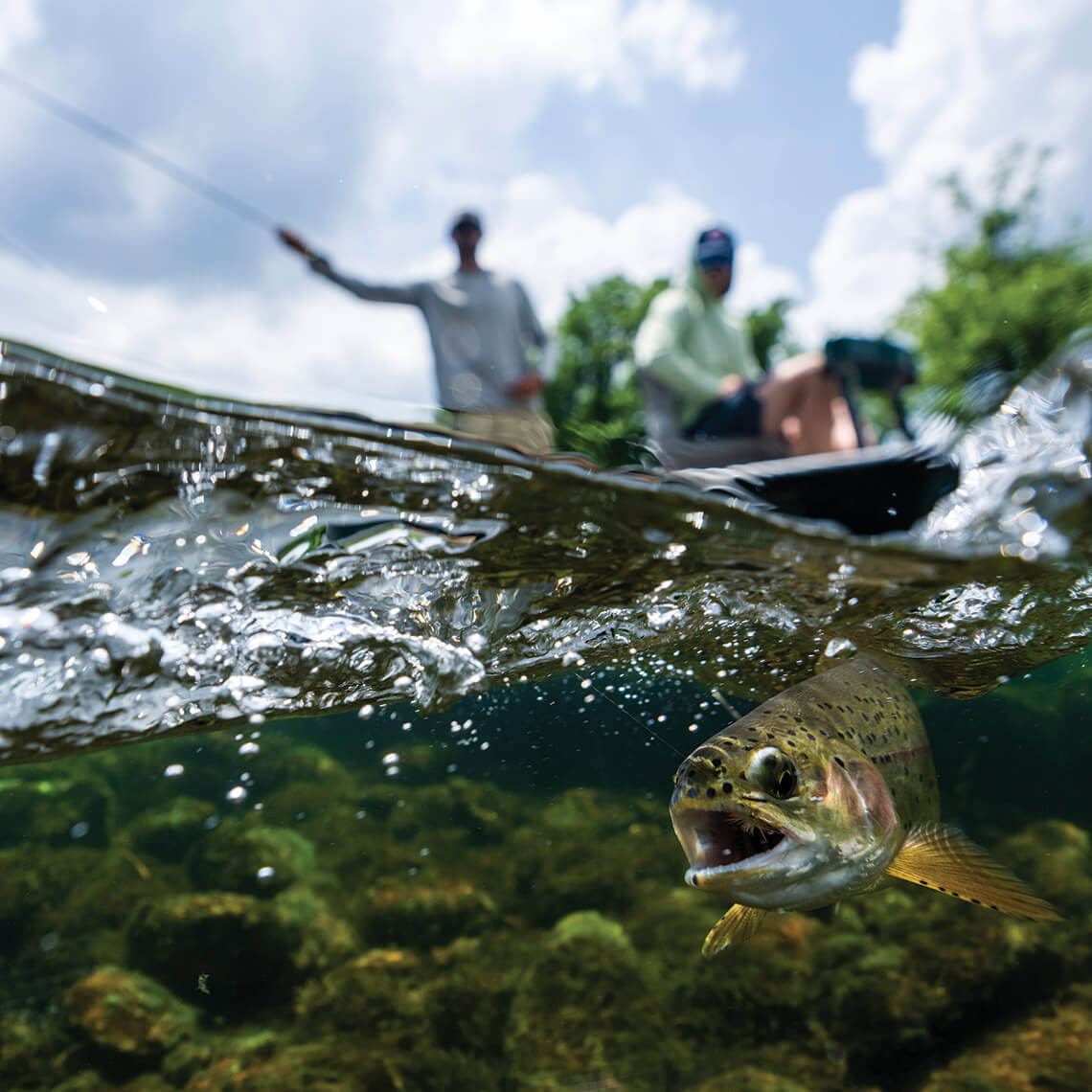 A rainbow trout about to bite a lure.